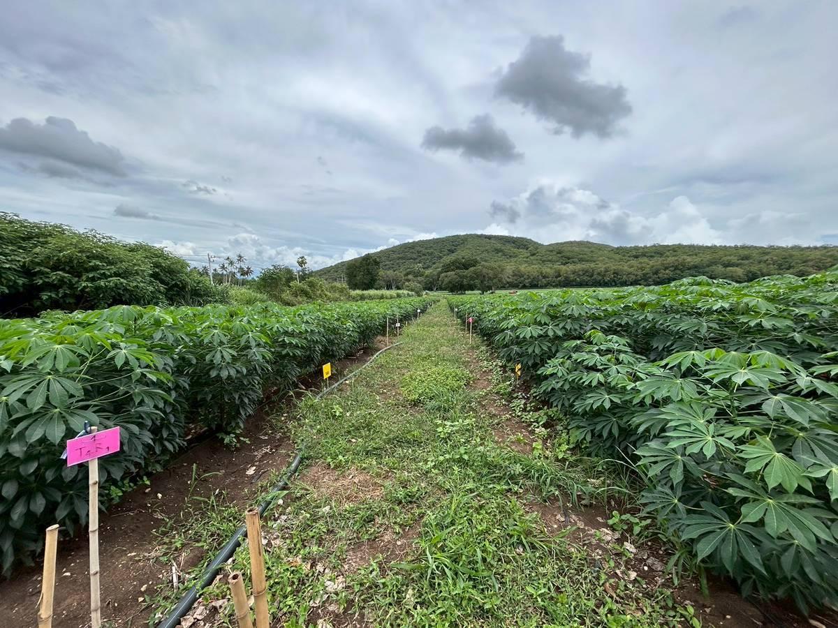 ภาพประกอบที่ 6