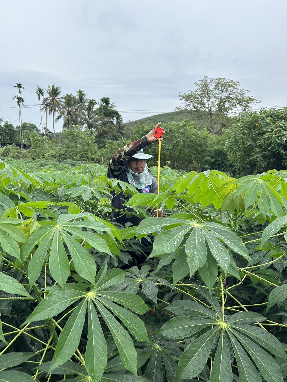 ภาพประกอบที่ 0