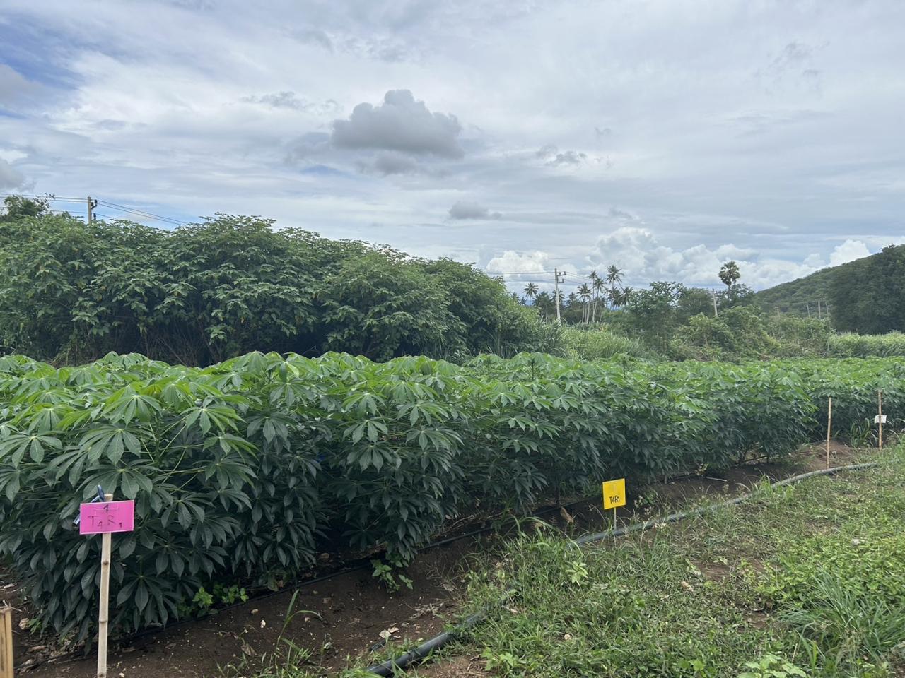 ภาพประกอบที่ 1