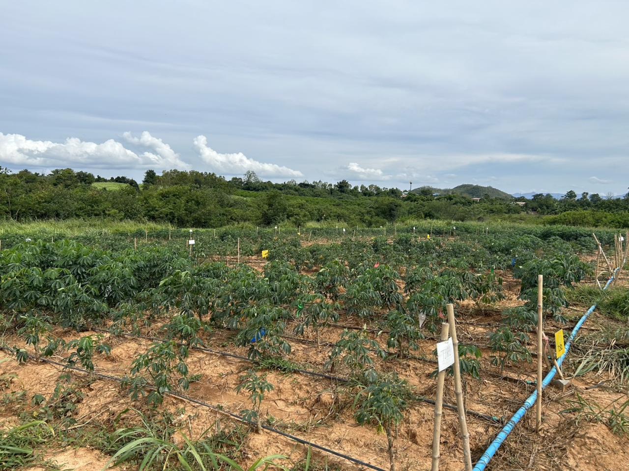 ภาพประกอบที่ 3