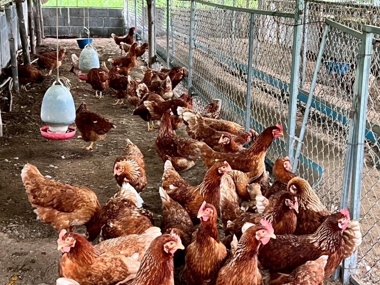 ภาพประกอบที่ 5