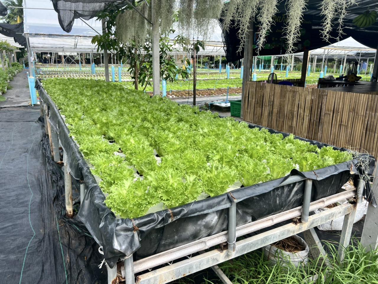 ภาพประกอบที่ 6