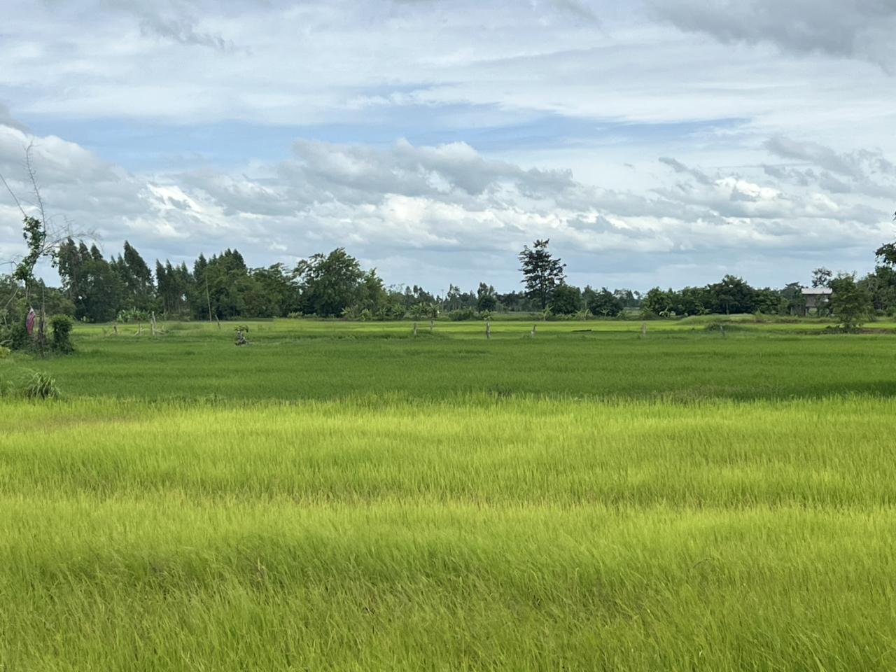 ภาพประกอบที่ 13