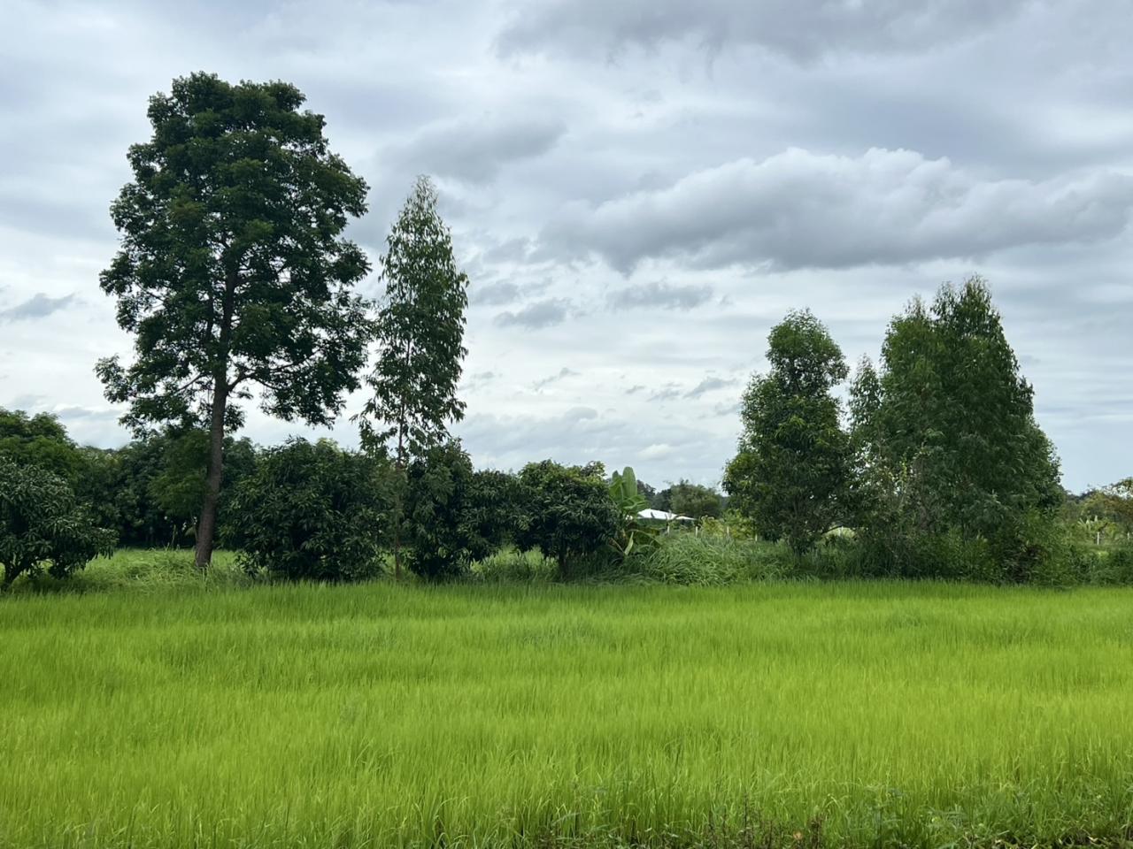 ภาพประกอบที่ 14