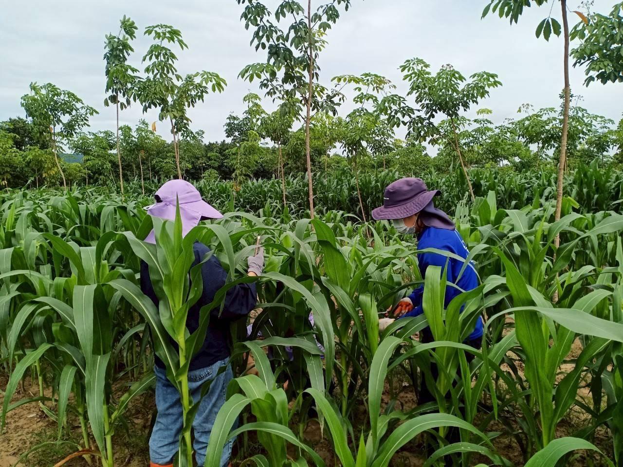 ภาพประกอบที่ 1