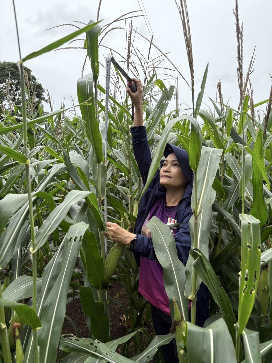 ภาพประกอบที่ 2