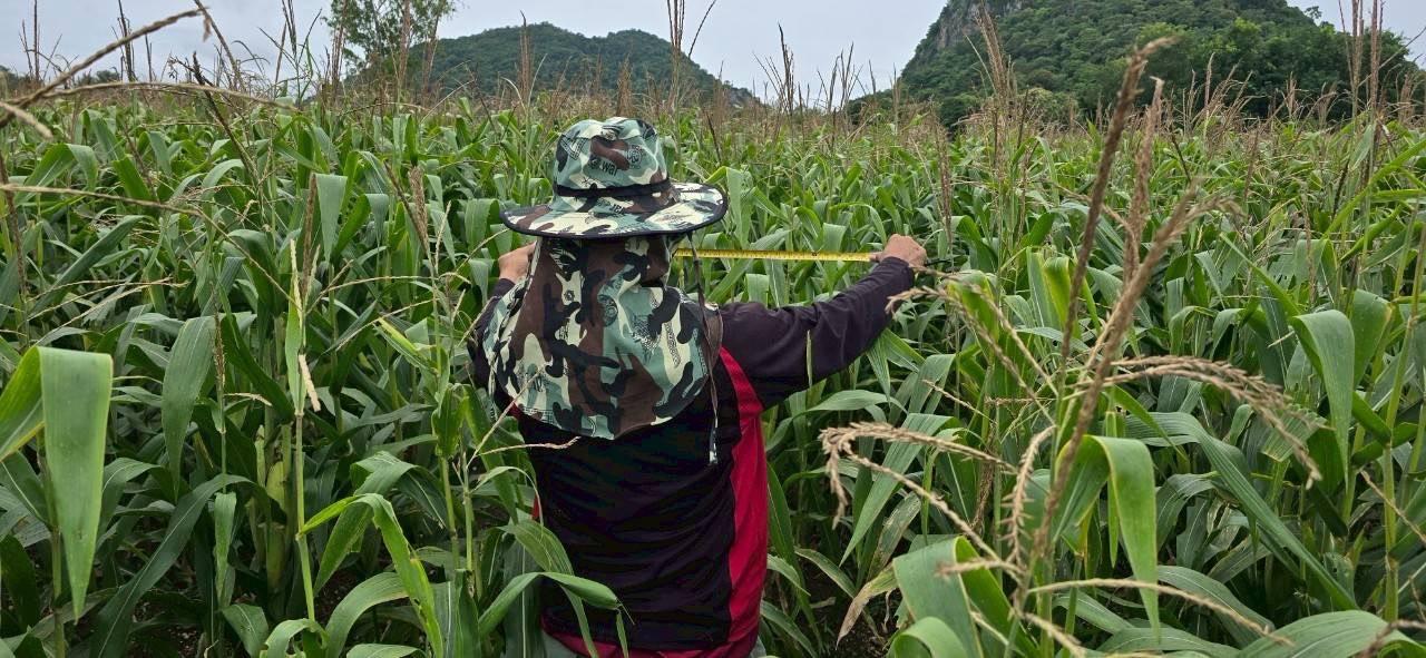 ภาพประกอบที่ 3