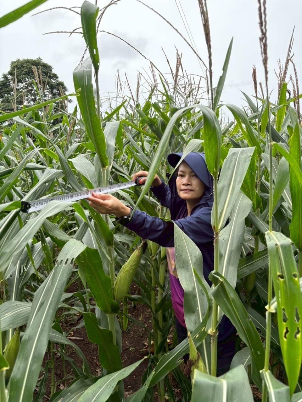 ภาพประกอบที่ 6