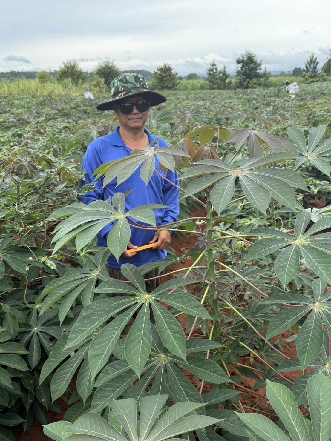 ภาพประกอบที่ 1