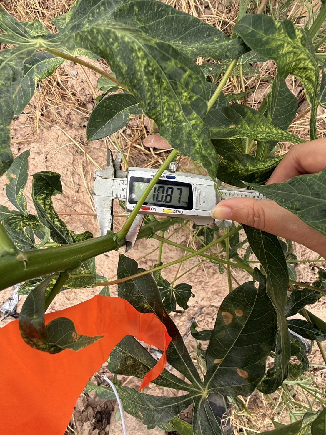 ภาพประกอบที่ 3