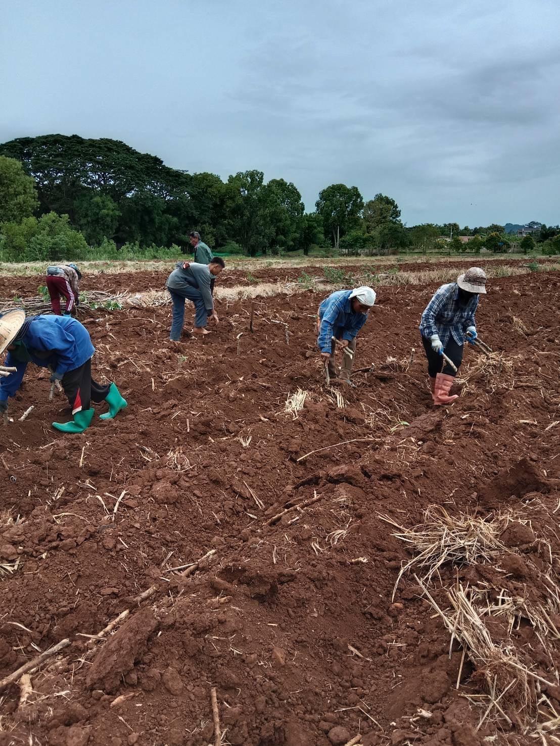 ภาพประกอบที่ 7