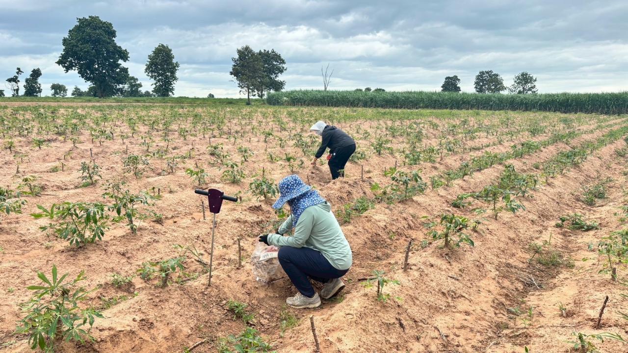 ภาพประกอบที่ 8