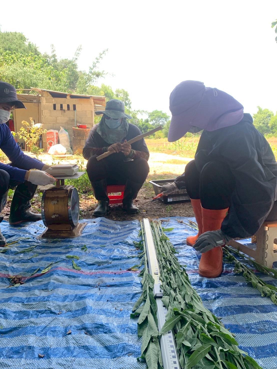 ภาพประกอบที่ 3