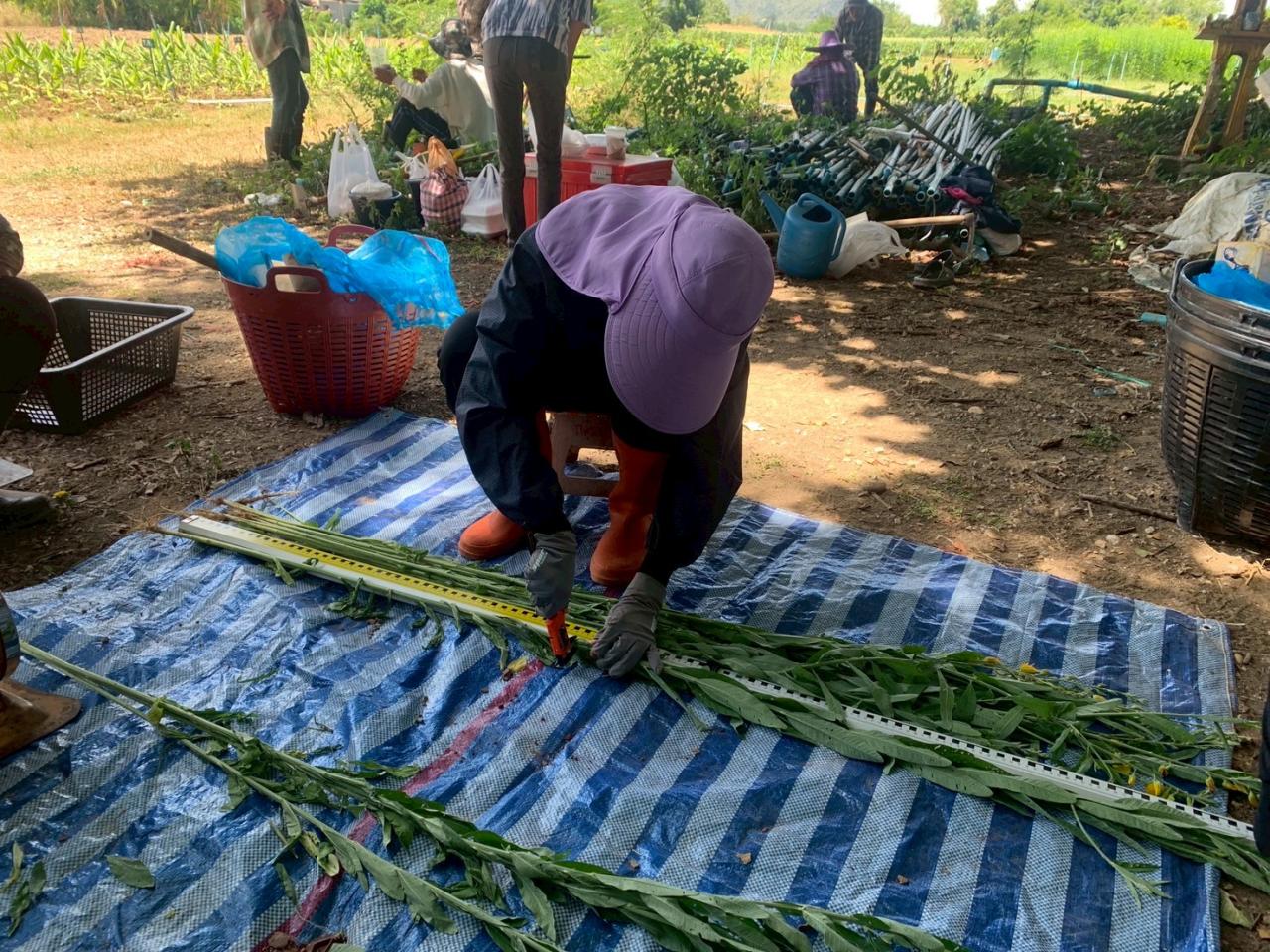 ภาพประกอบที่ 4