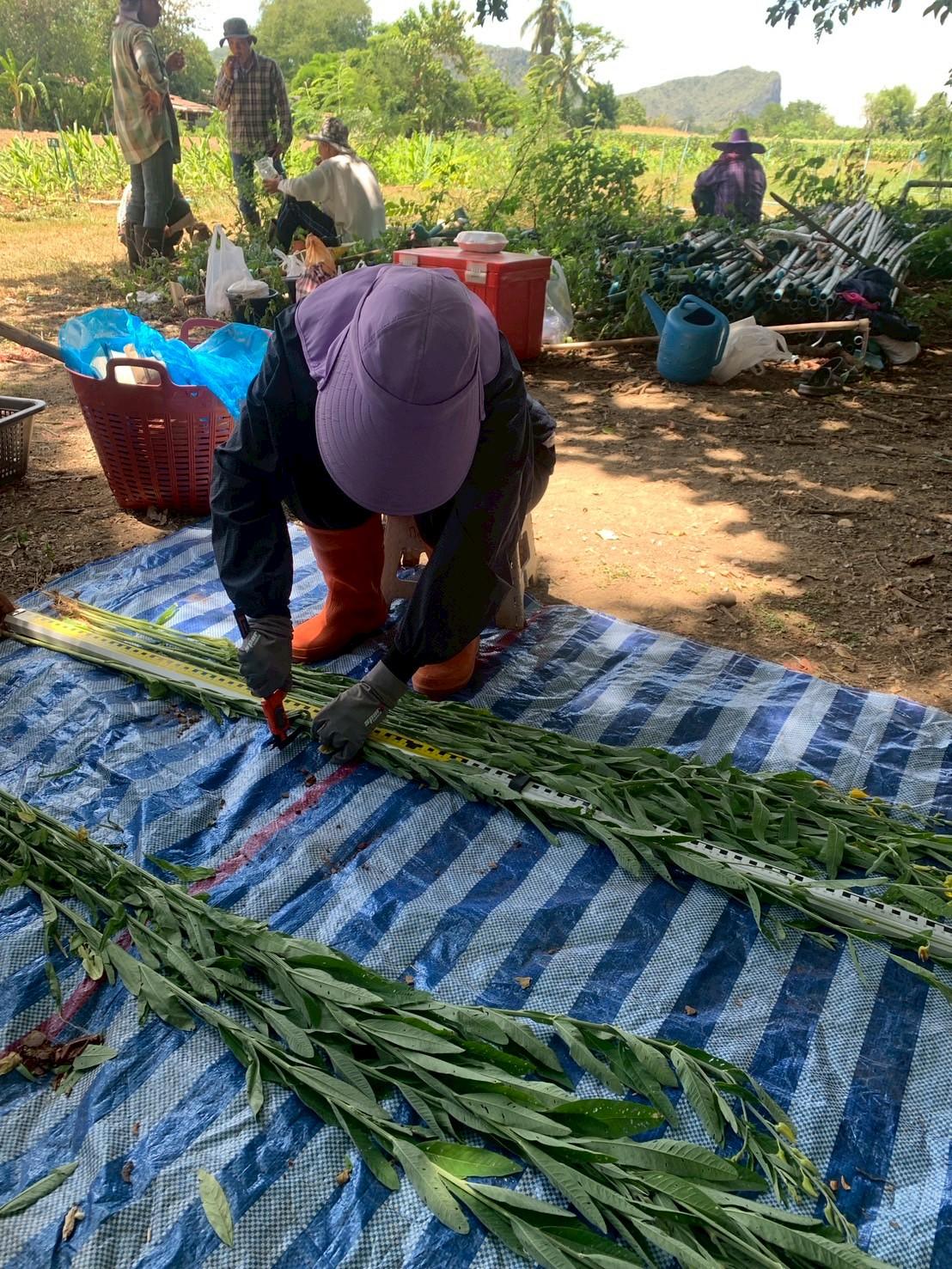 ภาพประกอบที่ 5