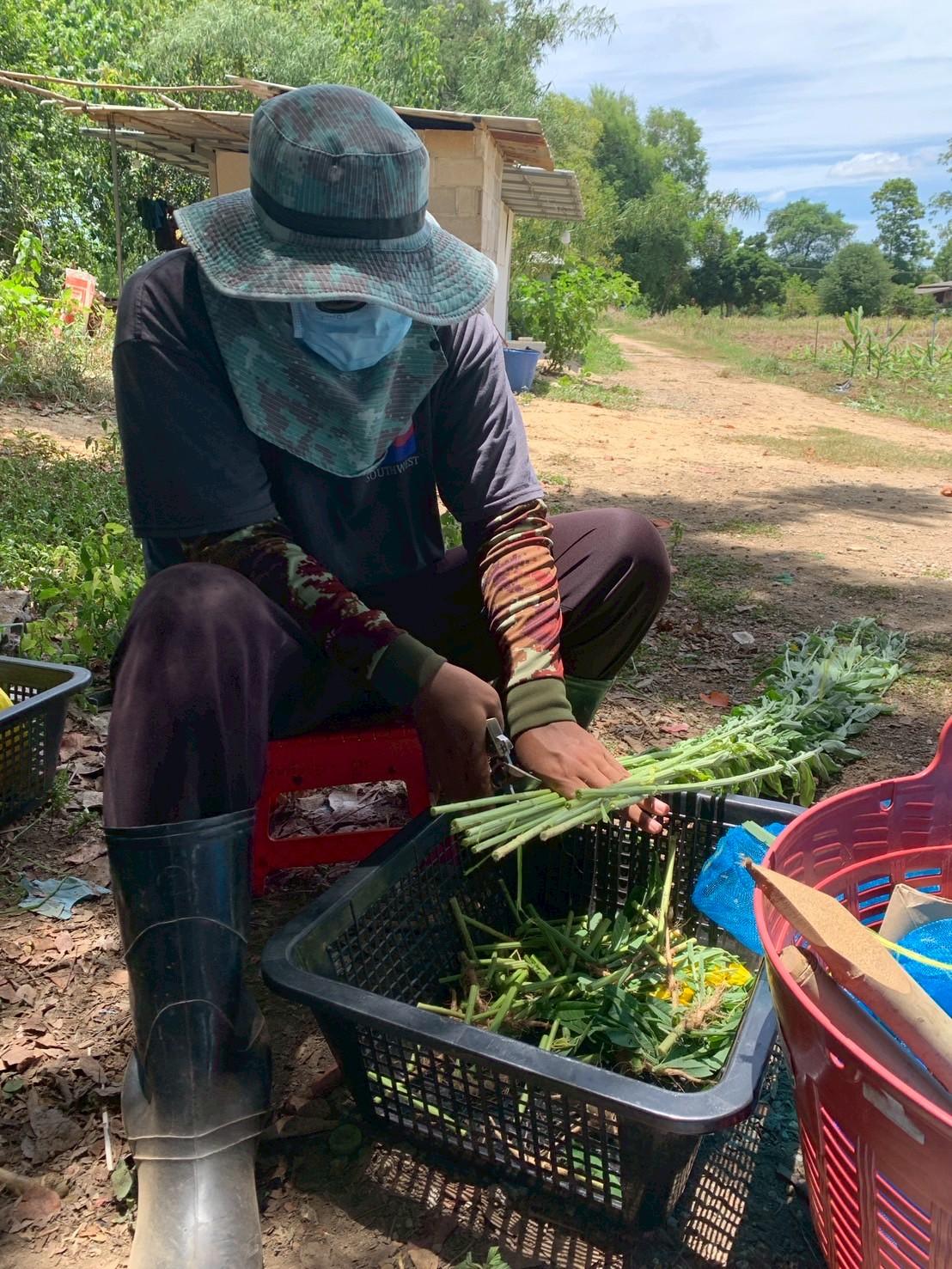 ภาพประกอบที่ 7