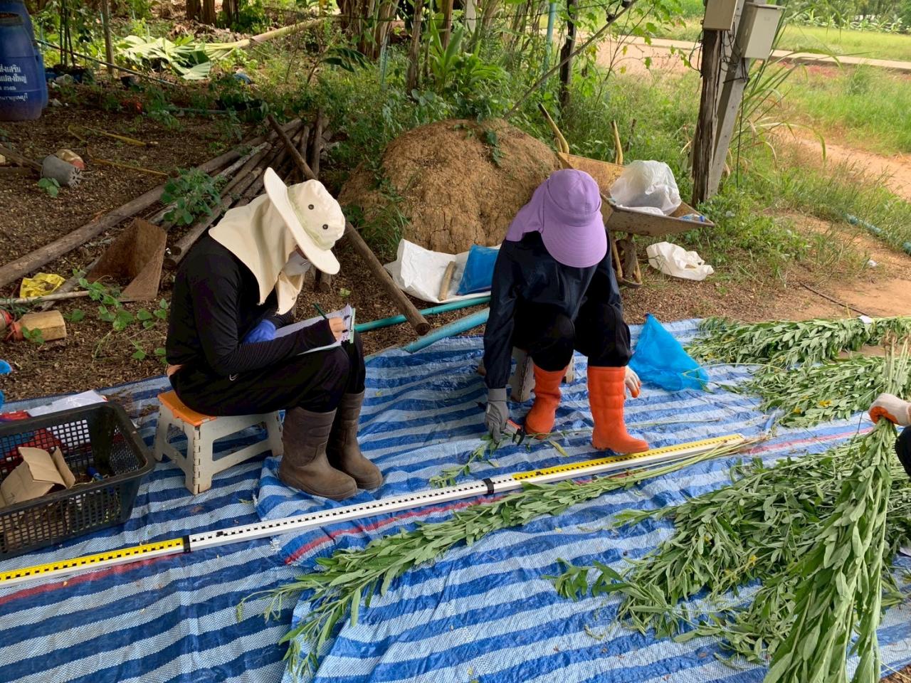 ภาพประกอบที่ 8