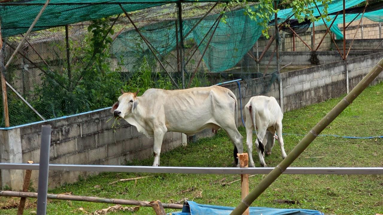 ภาพประกอบที่ 8
