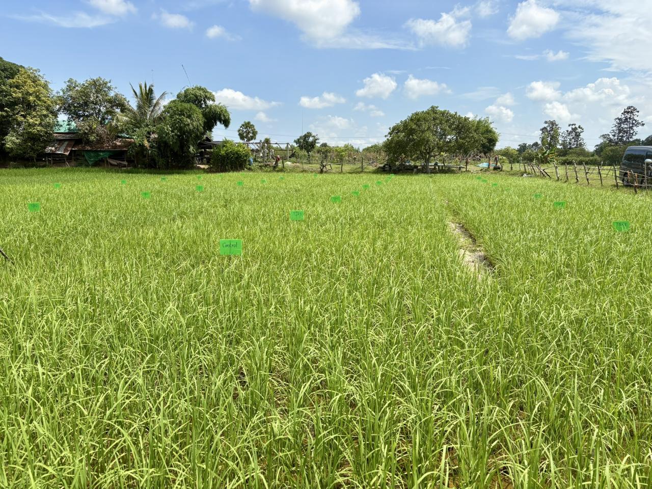 ภาพประกอบที่ 6