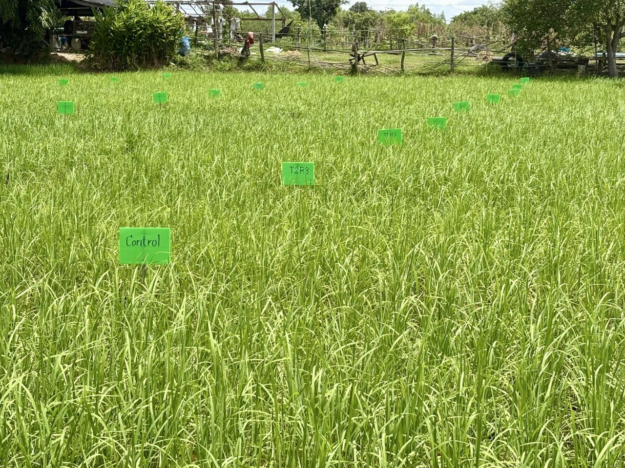 ภาพประกอบที่ 7