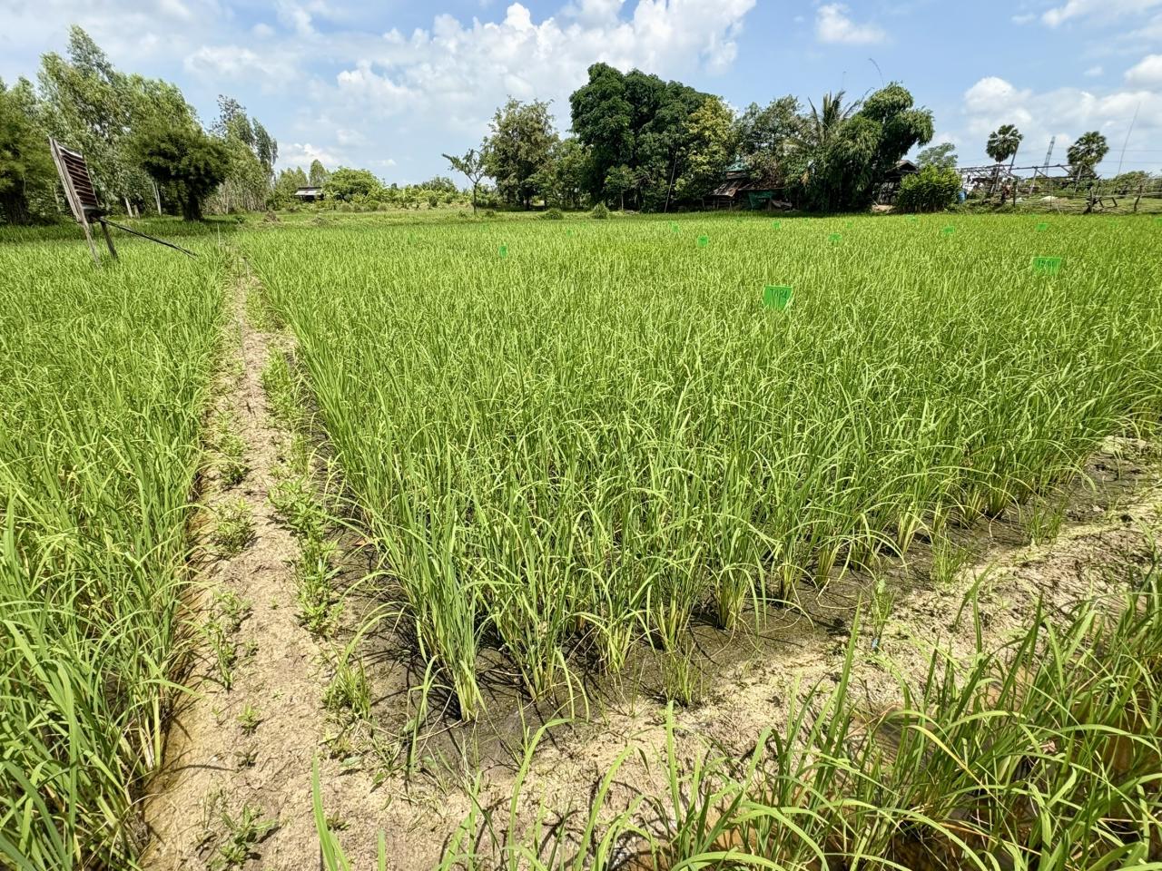 ภาพประกอบที่ 8