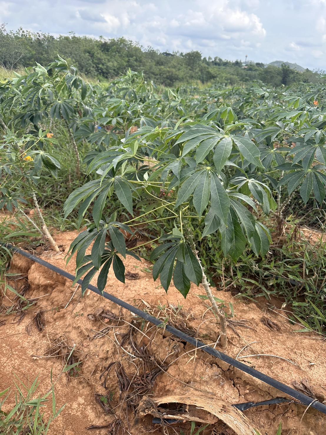 ภาพประกอบที่ 4