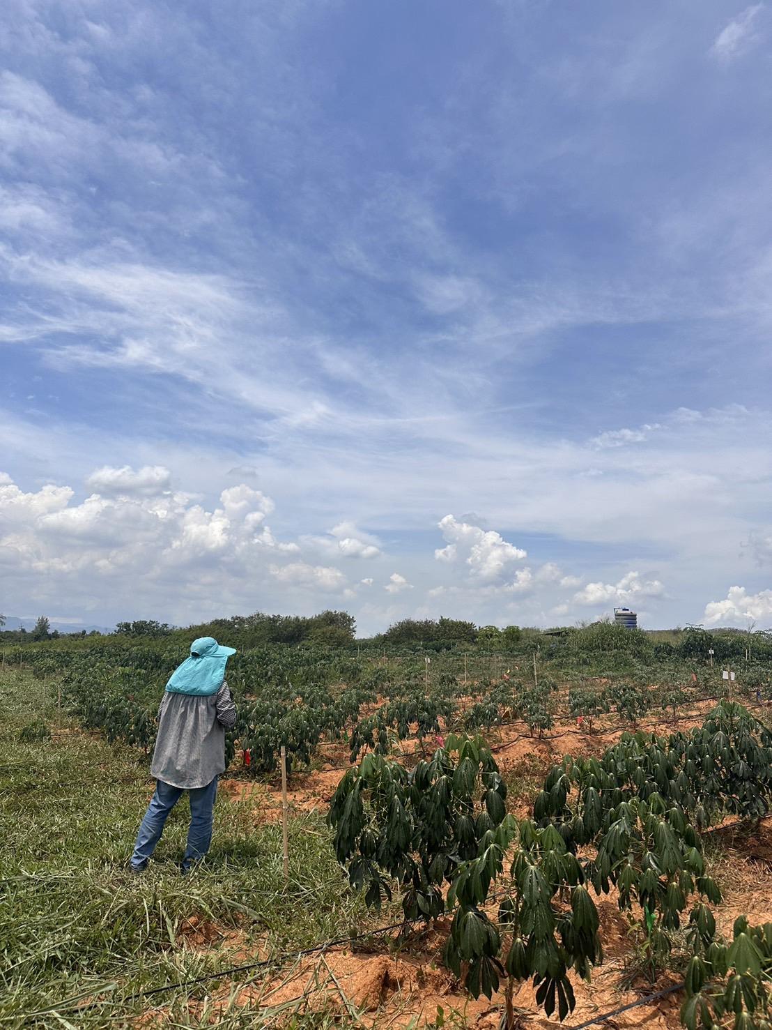 ภาพประกอบที่ 6