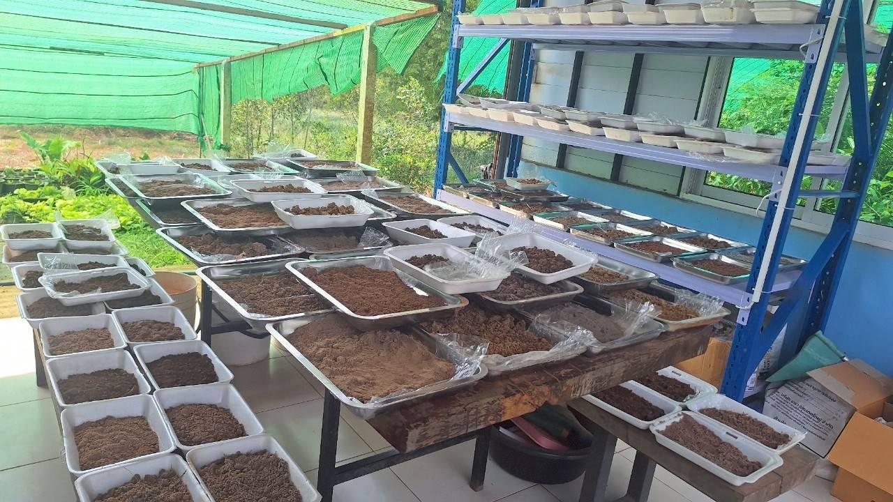 ภาพประกอบที่ 6