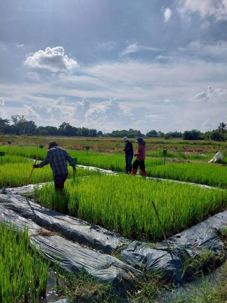 ภาพประกอบที่ 1