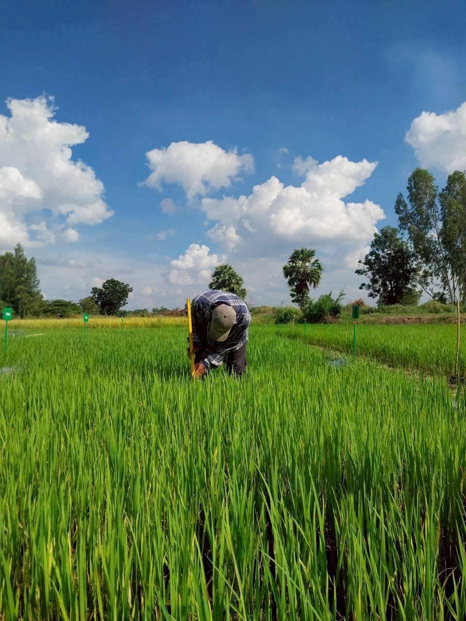 ภาพประกอบที่ 2