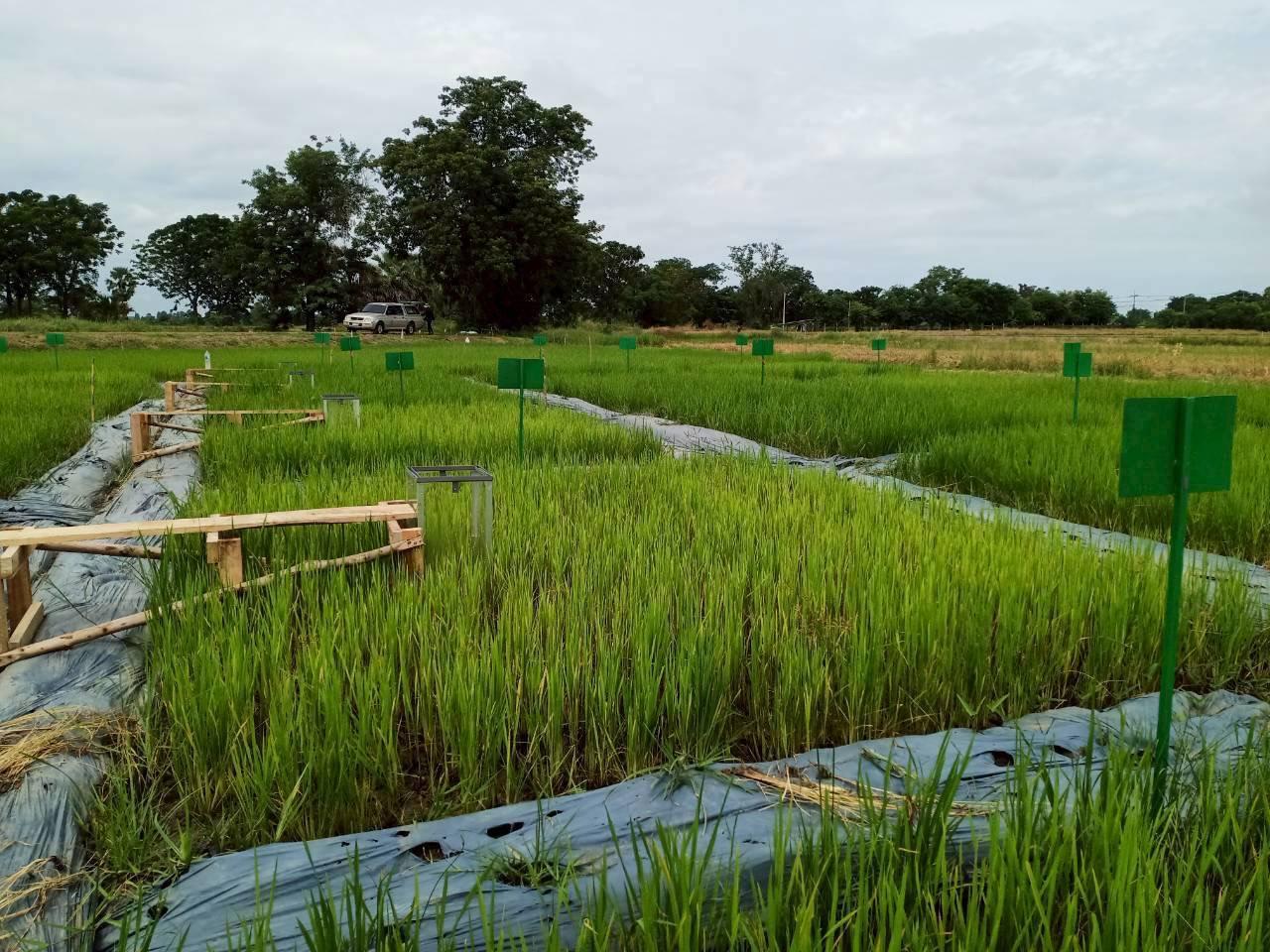 ภาพประกอบที่ 7