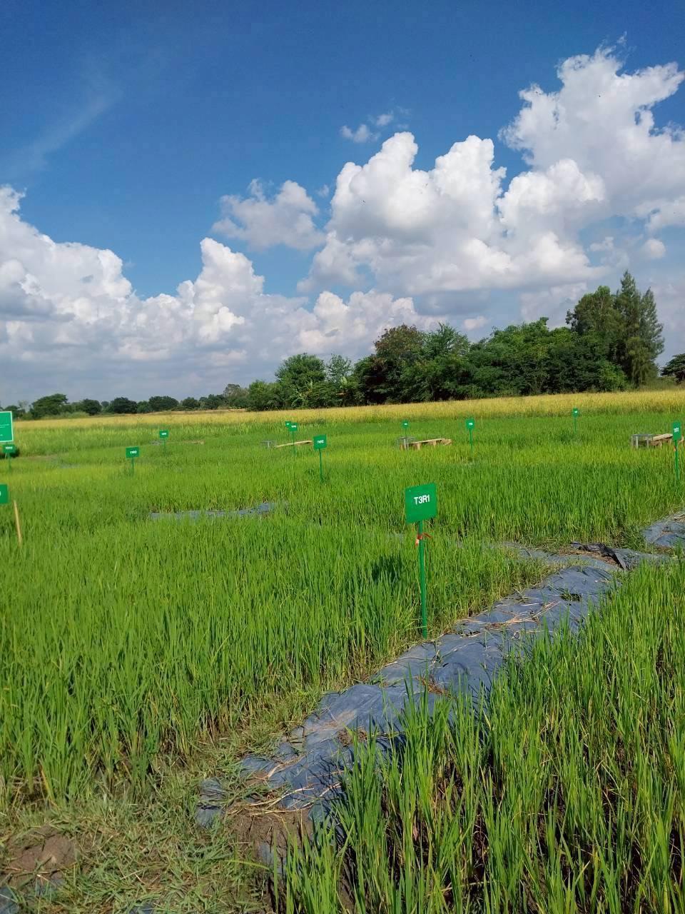 ภาพประกอบที่ 8