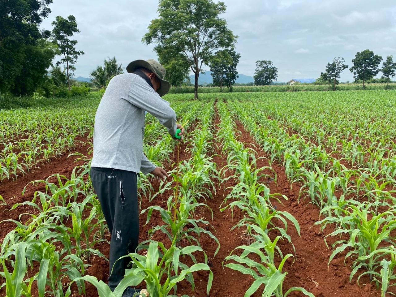 ภาพประกอบที่ 3