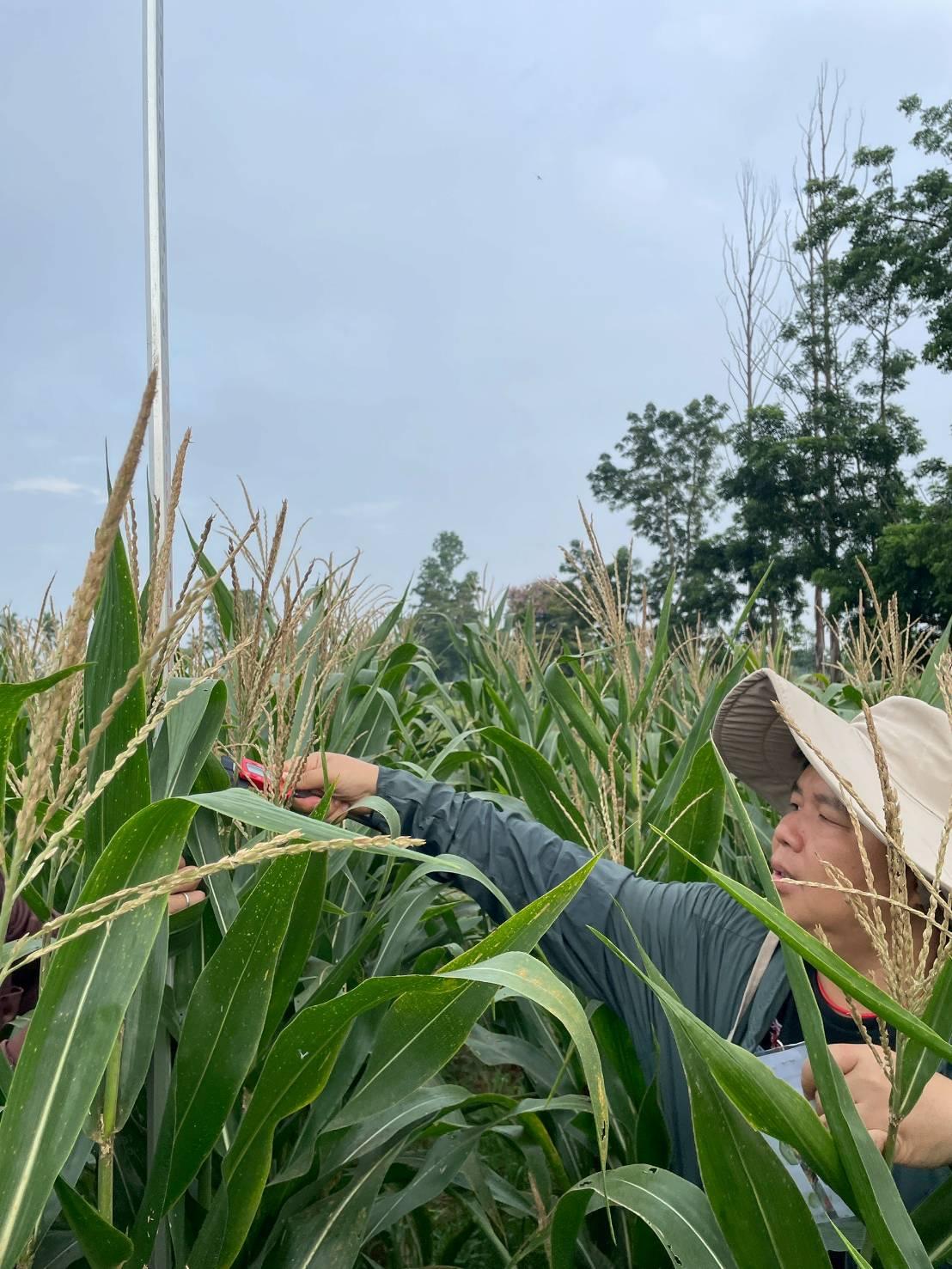 ภาพประกอบที่ 1