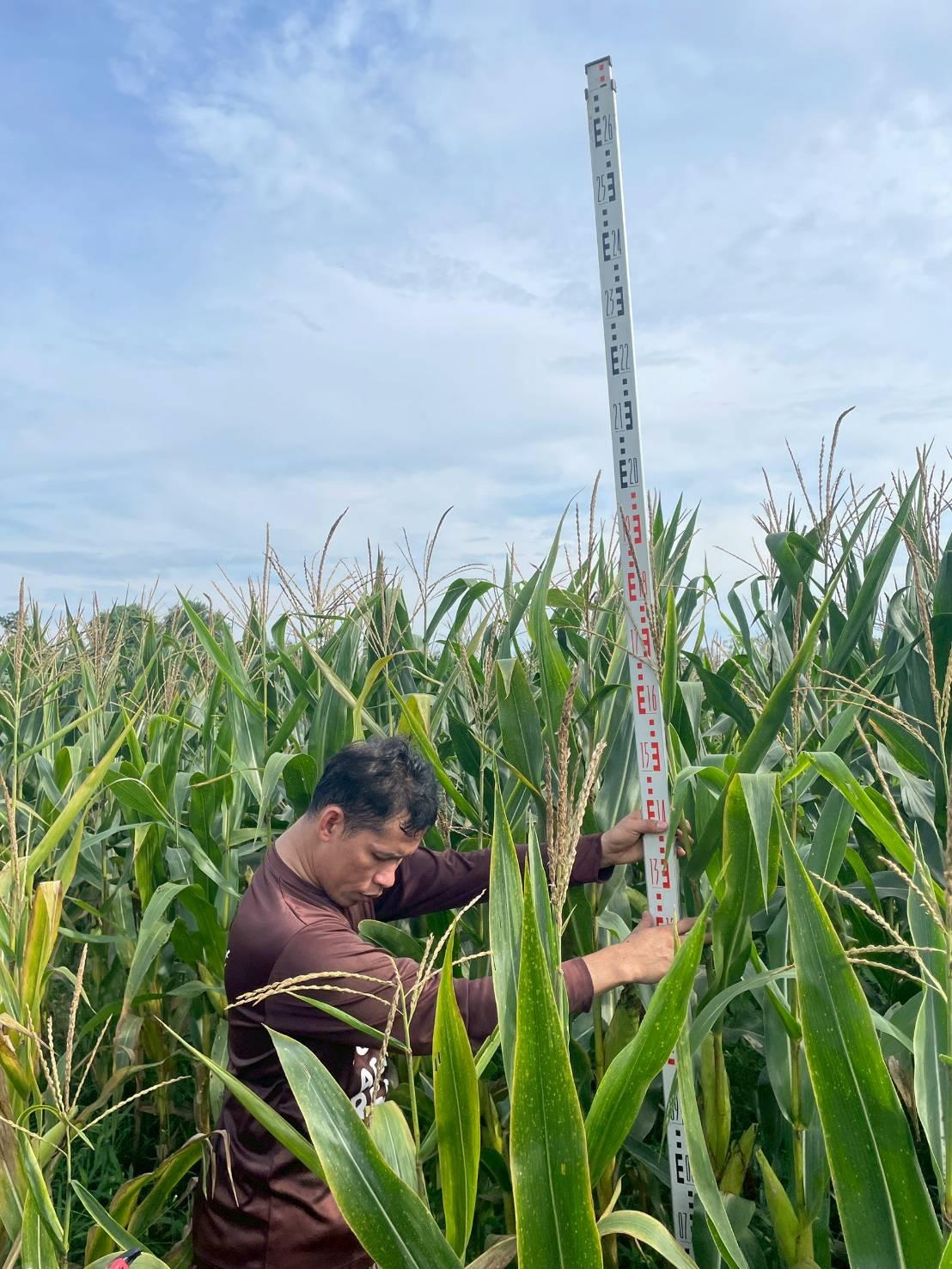 ภาพประกอบที่ 3