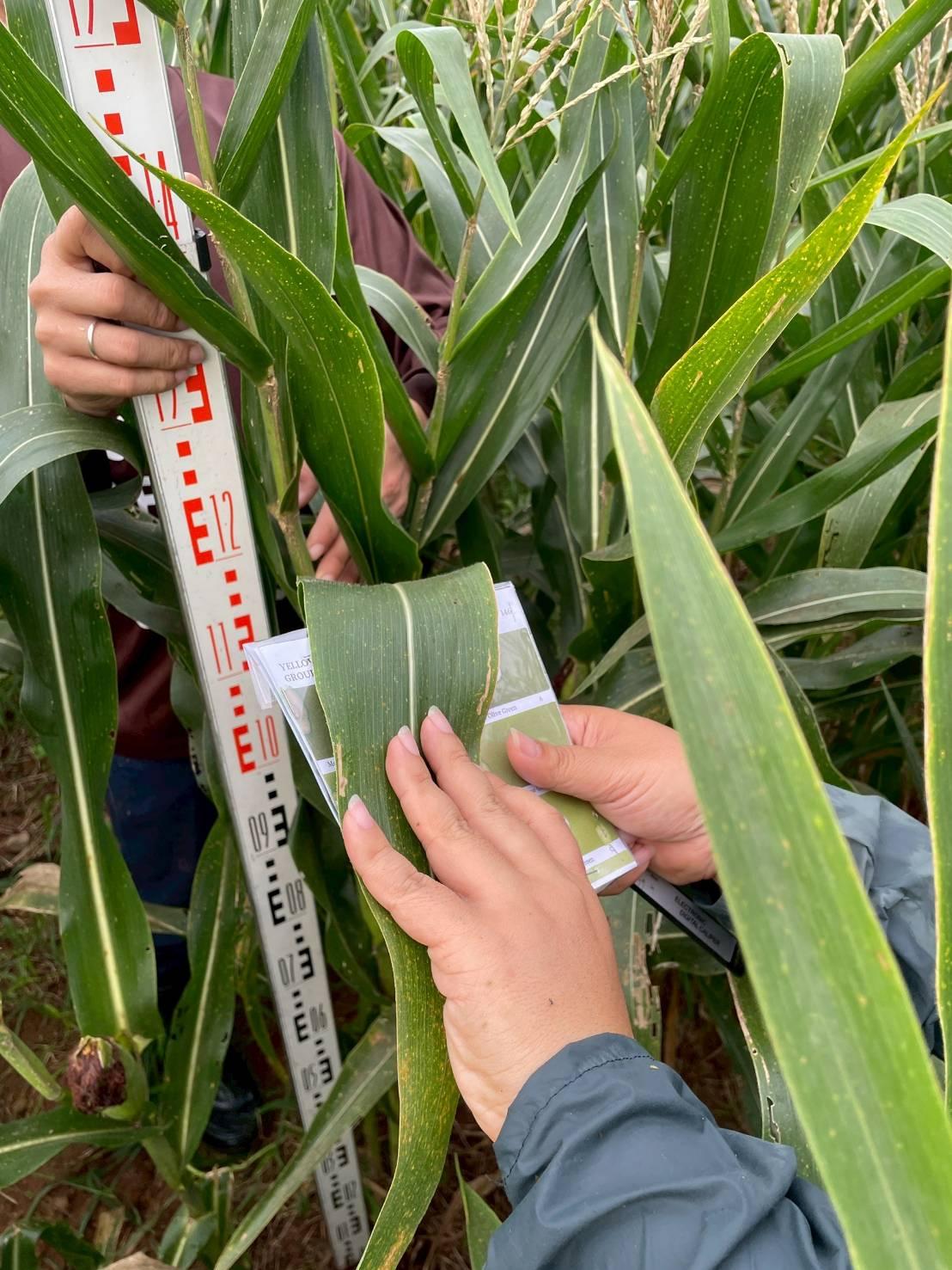 ภาพประกอบที่ 4