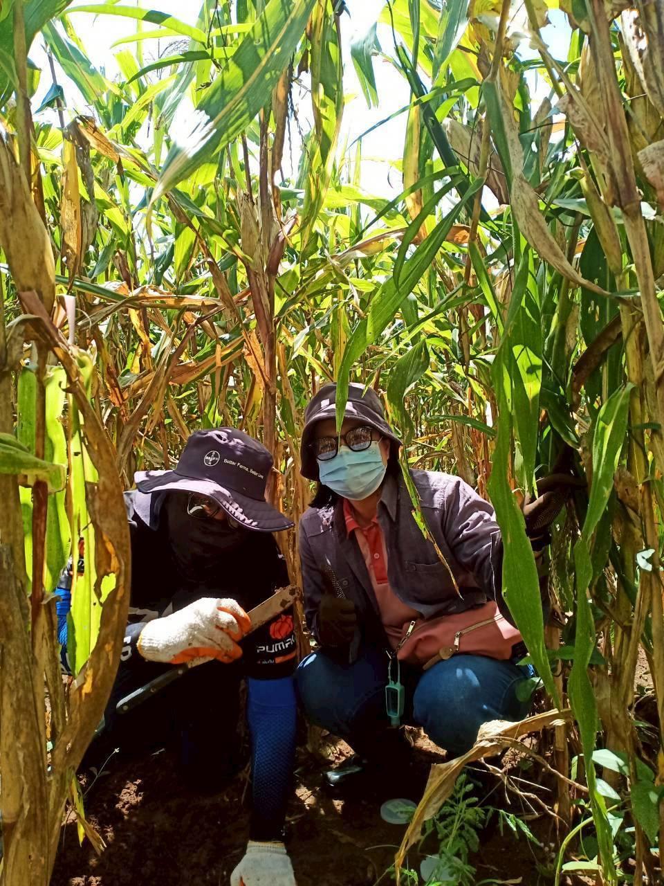 ภาพประกอบที่ 0