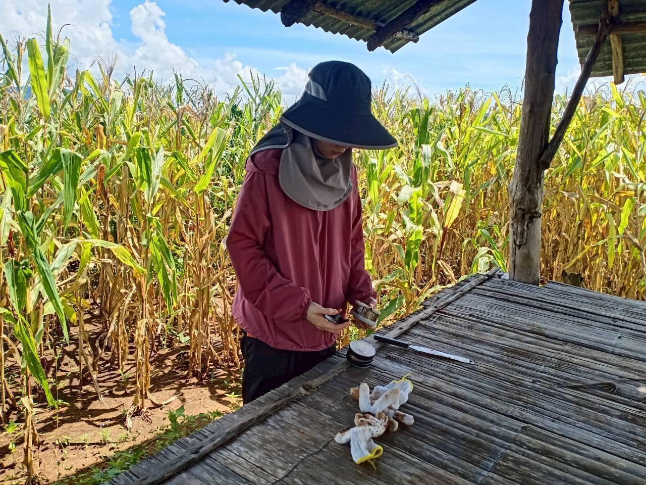 ภาพประกอบที่ 2