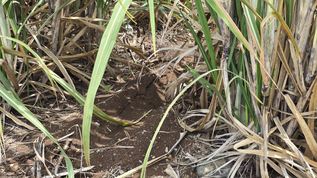 ภาพประกอบที่ 8