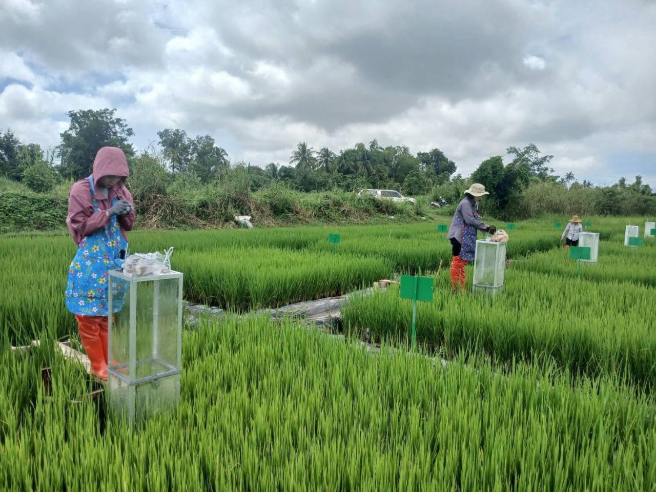 ภาพประกอบที่ 0