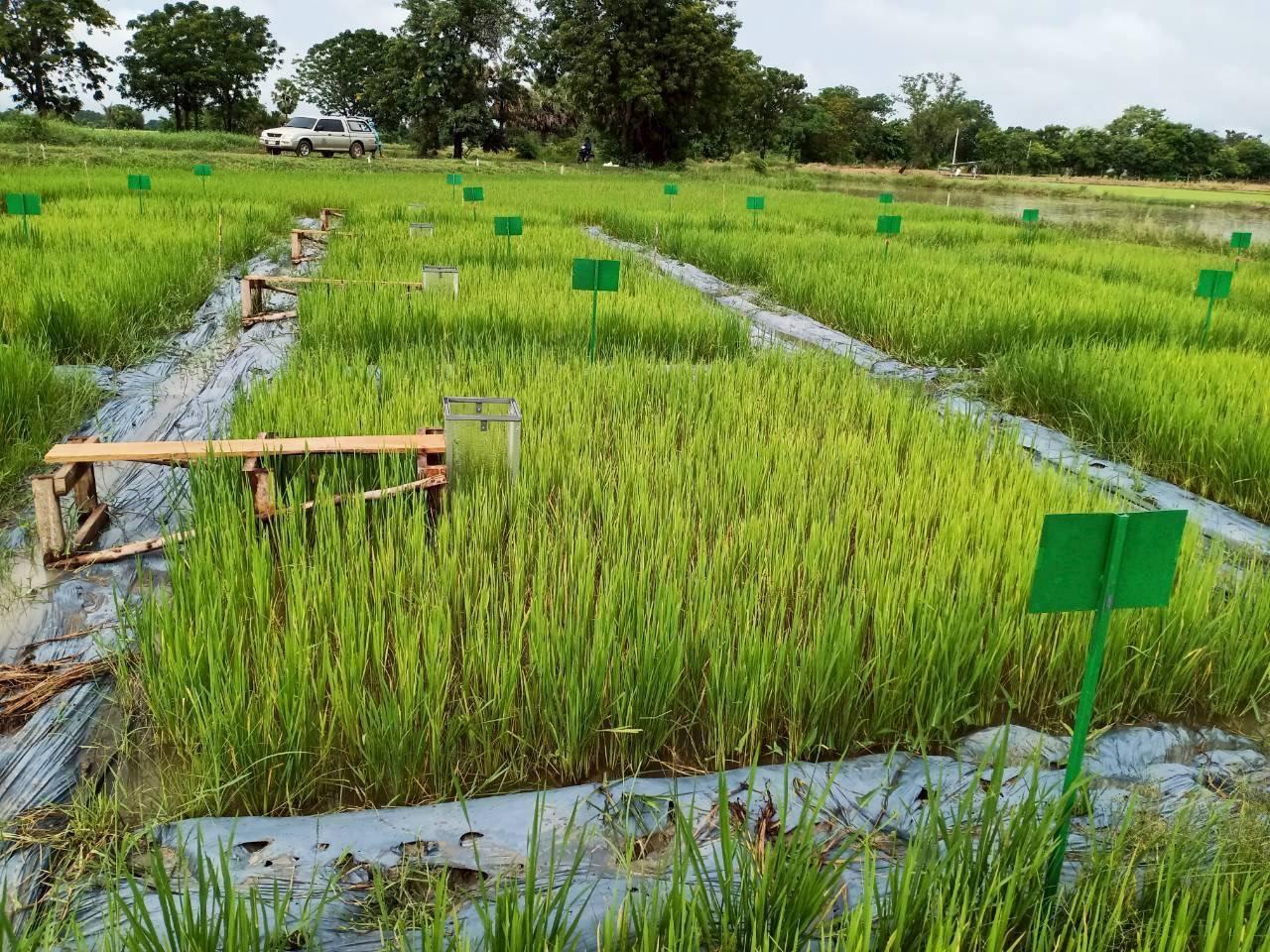 ภาพประกอบที่ 2