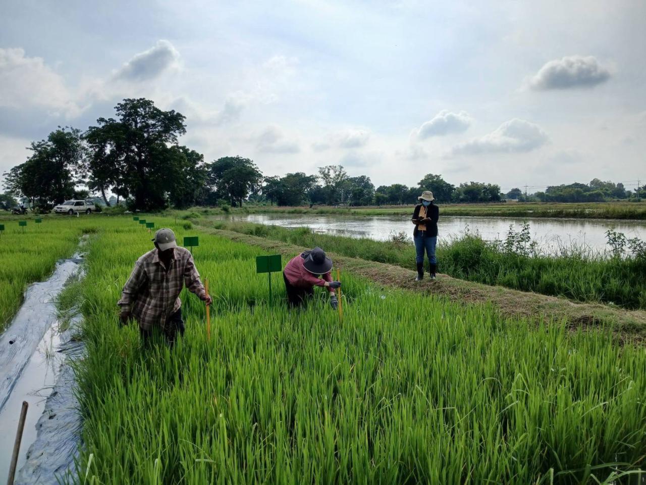 ภาพประกอบที่ 4