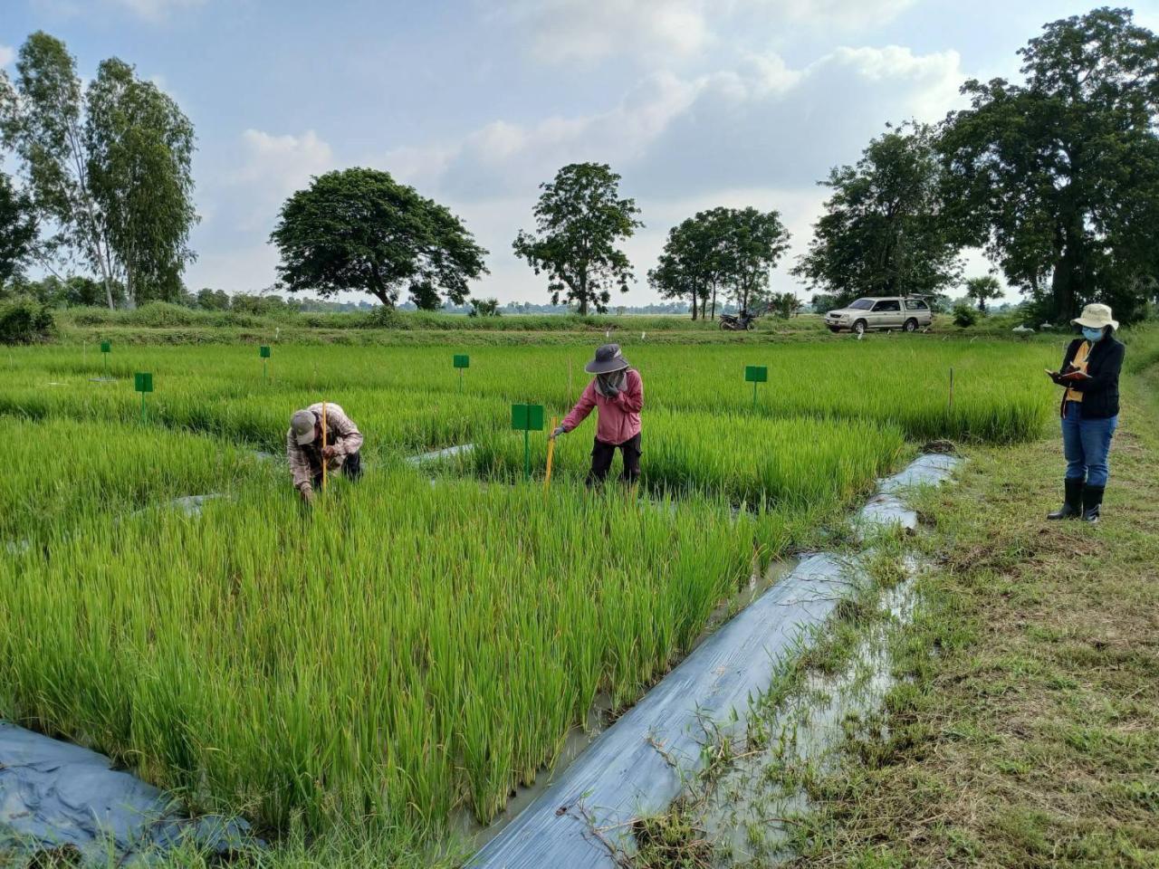 ภาพประกอบที่ 5