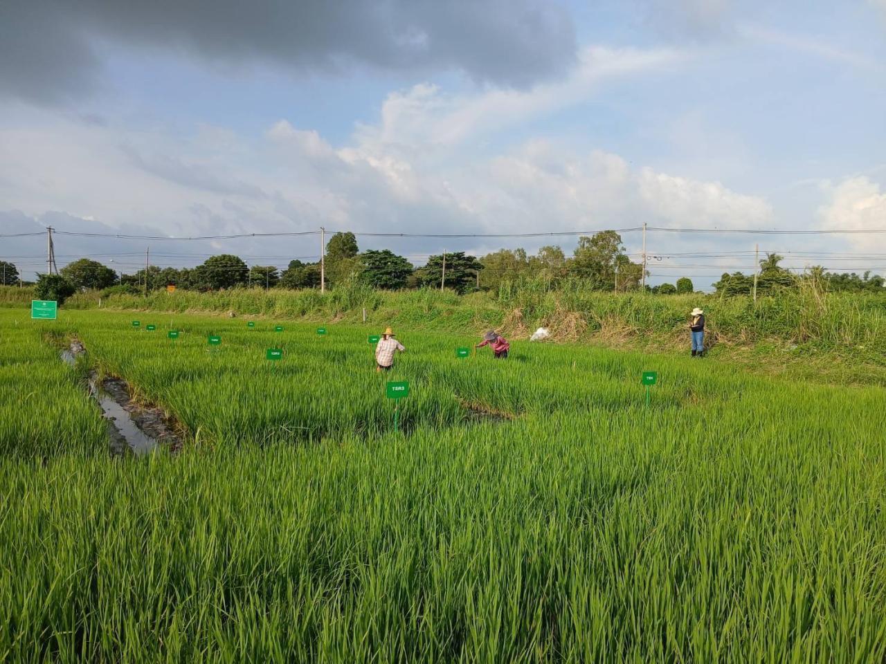 ภาพประกอบที่ 6