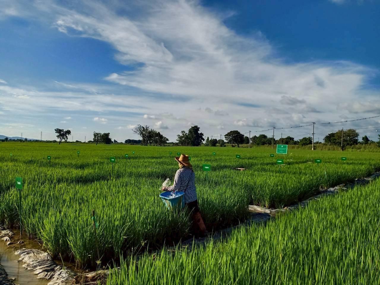 ภาพประกอบที่ 7