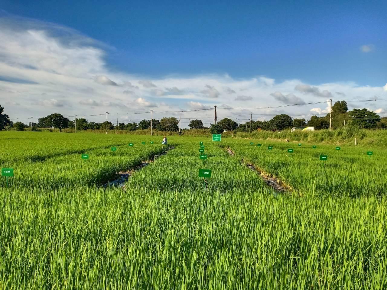 ภาพประกอบที่ 8