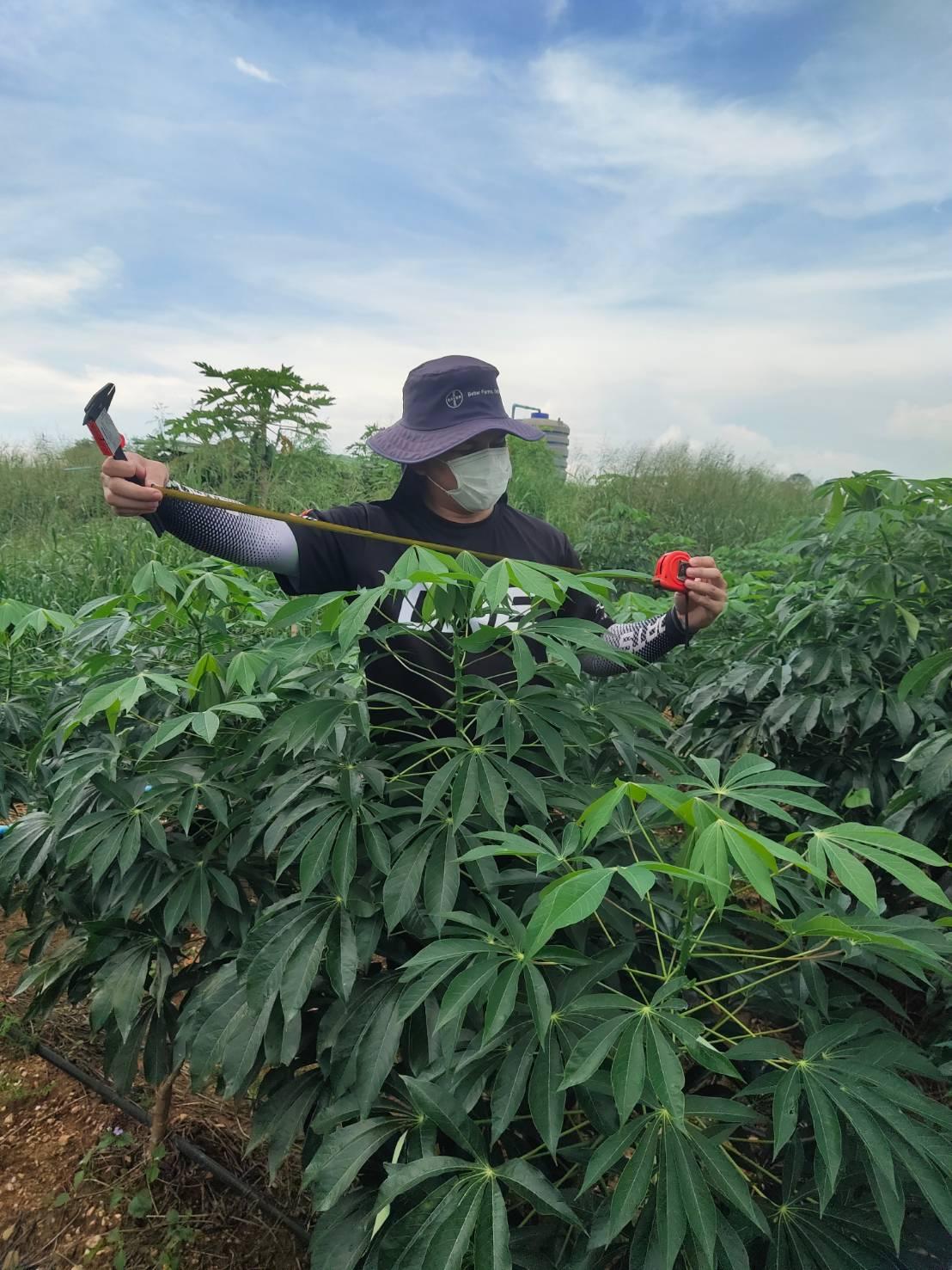 ภาพประกอบที่ 1