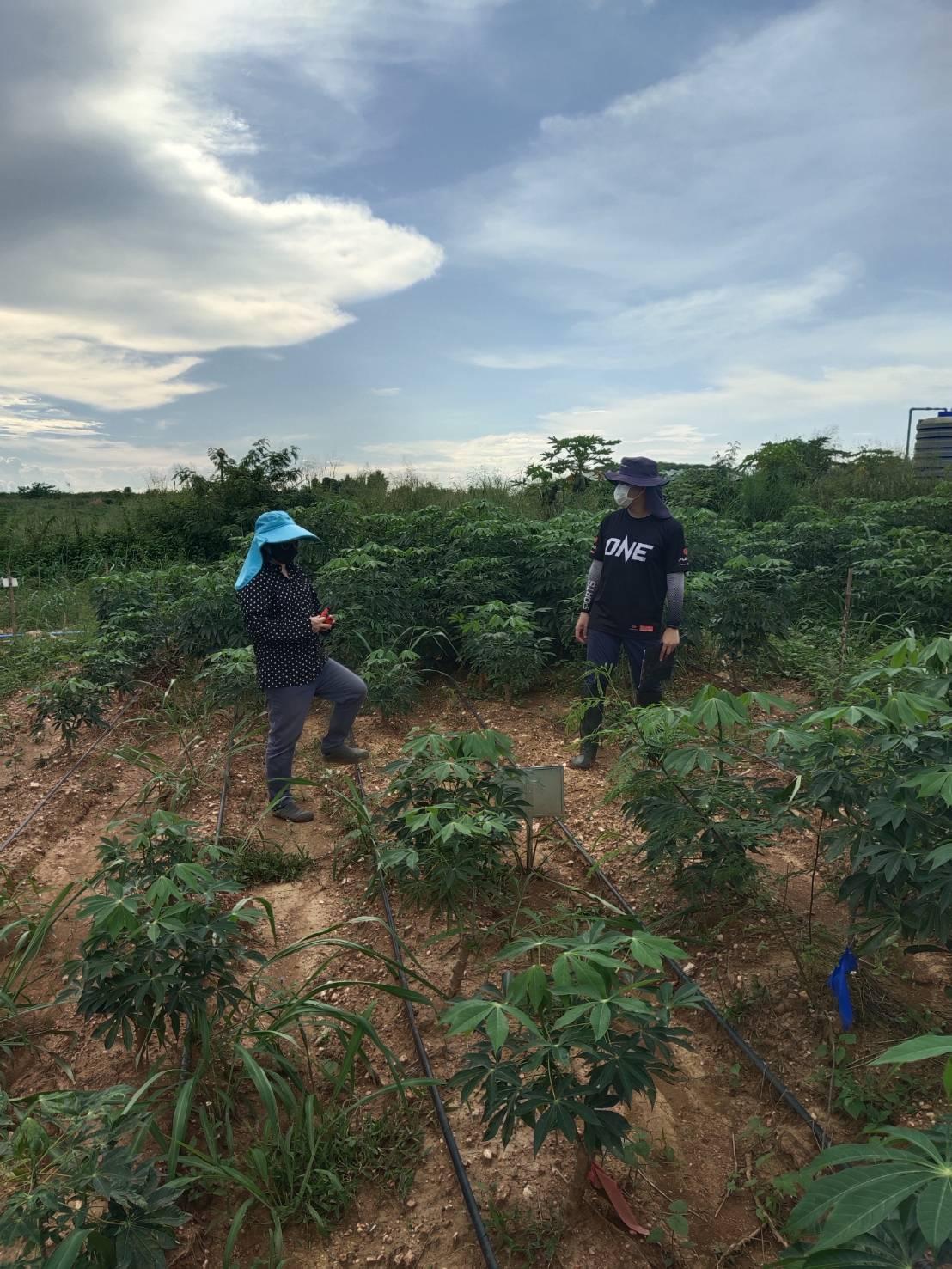 ภาพประกอบที่ 2