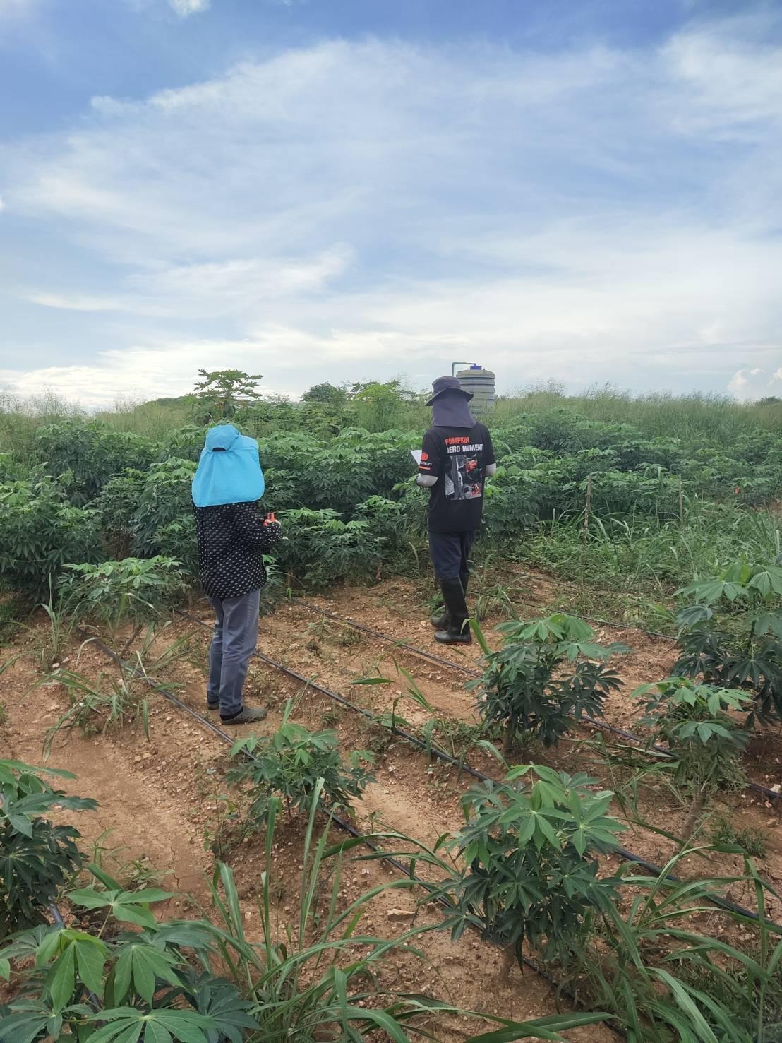 ภาพประกอบที่ 3