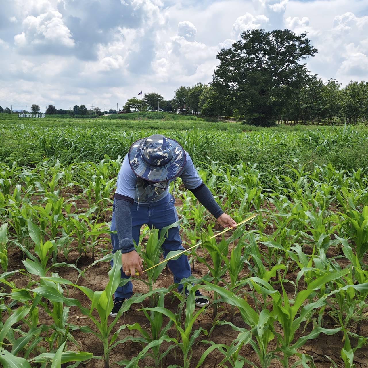 ภาพประกอบที่ 1